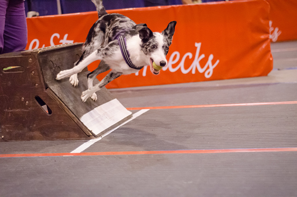 Flyball